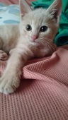 エル