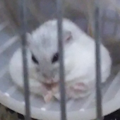 忍宮
