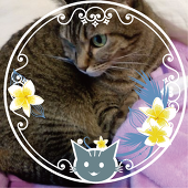 しまねこ