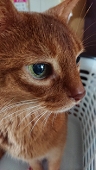 ヤナコ