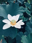 珊瑚