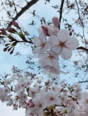 澪