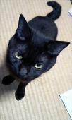 かぼにゃん