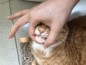 阿珍ジエン