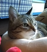 高瀬とうや