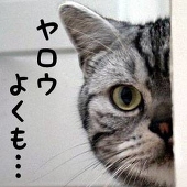 猫猫子猫