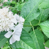 松猫