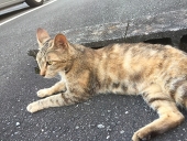 るりまる