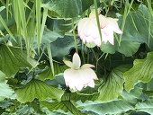 清佳
