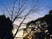 シンカ