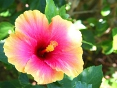 華