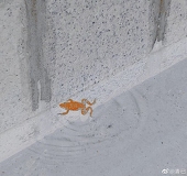 清已