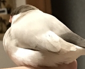 すあま