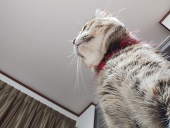 タラント