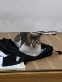 章鱼泡面