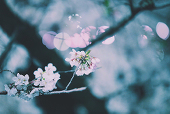 イブ