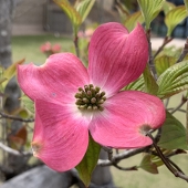 tara