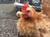 オニオオハシ