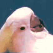 大朽