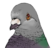 ミズキQ