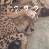 喵喵喵?
