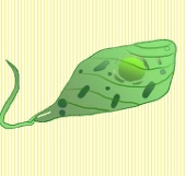 みどり虫