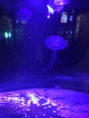 aa