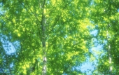 溪歲