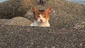 tuna