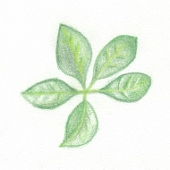 百合花