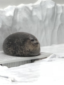 イチゴウ