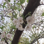 とうふ