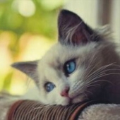 シャム猫