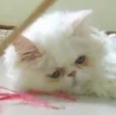 a_sad_cat