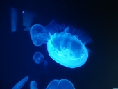 海月(クラゲ=×うみつき=○)