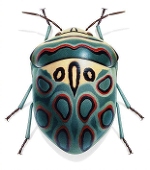 LiviaToad