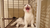 はる