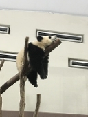うおのめ