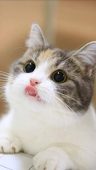 てんてん
