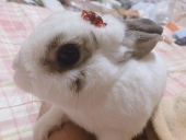 ひ な う さ ぎ
