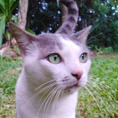 LenviSenpai