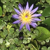 夏暁