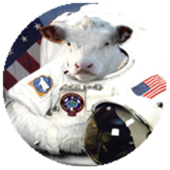 SpazioCow