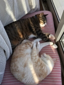 REDKAT