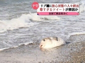 くまっち
