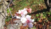 柚✿茶