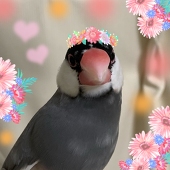なか みもこ