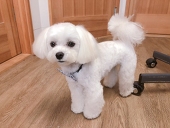 ポポたん