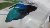 Shion