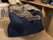 PJ鬼鬼